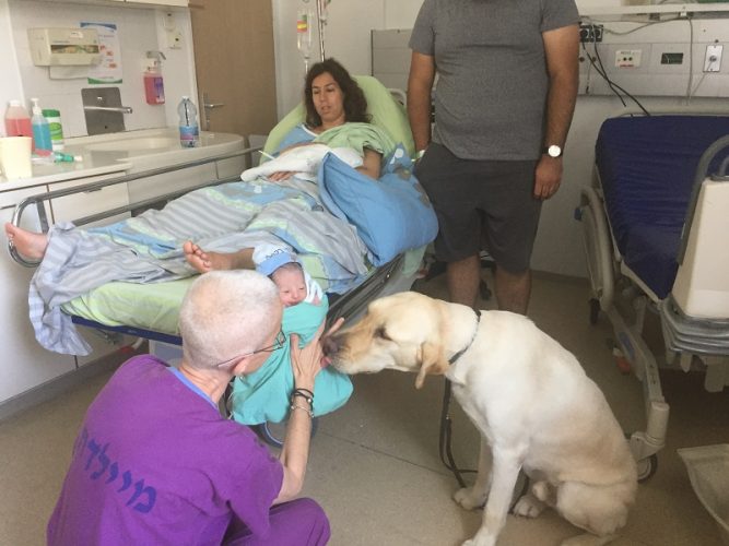 המפגש בין התינוק וכלב הנחיה דקות לאחר הלידה (צילום:אפרת שררה ואופיר לוי, בית החולים קפלן)