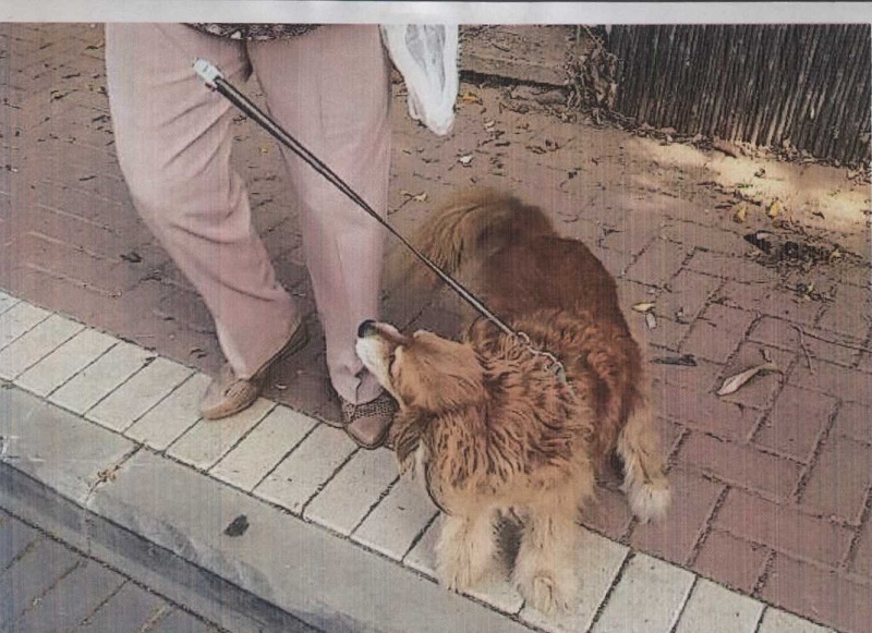 מבצע אכיפת צואת כלבים