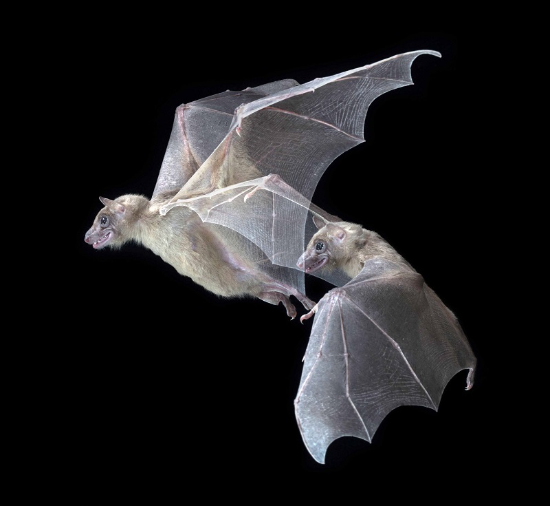 עטלפים (צילום: Brock Fenton)