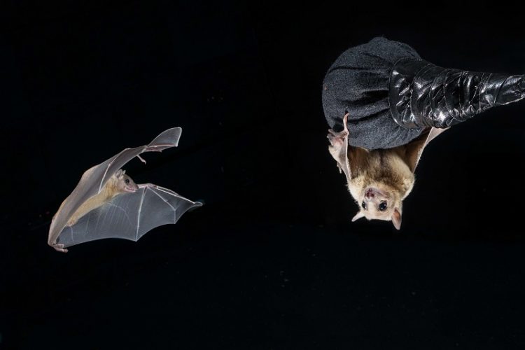 עטלפים (צילום: Brock Fenton)