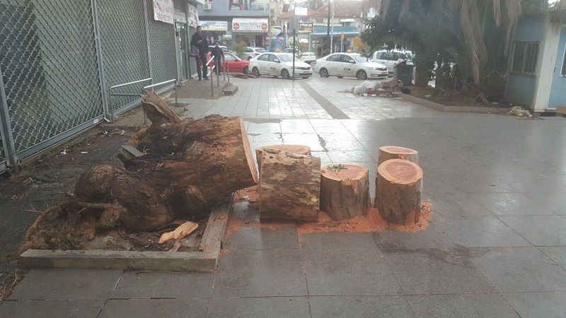 העץ שקרס ברחוב יעקב לאחר שנגזם