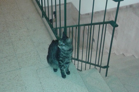 חתול בחדר המדרגות
