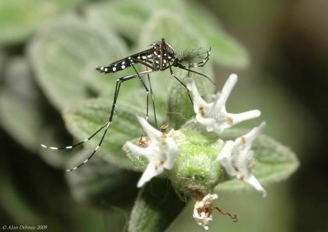 יתוש הטיגריס האסייני (צילום אילוסטרציה: אלון עתני)