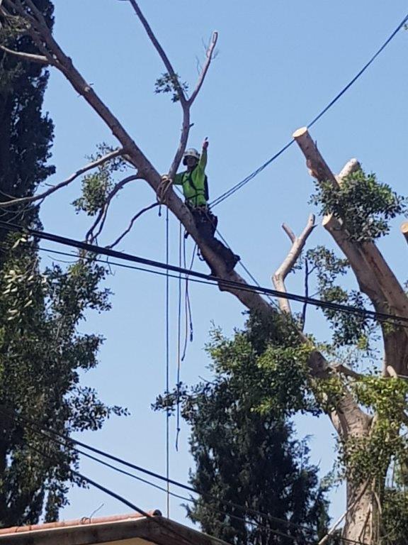 גיזום עצים במוסדות החינוך ברחובות