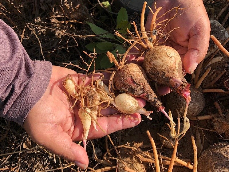 העתקת פקעות צמחי חורף ממקומן בטרם תחילת העבודות על האצטדיון העירוני ברחובות
