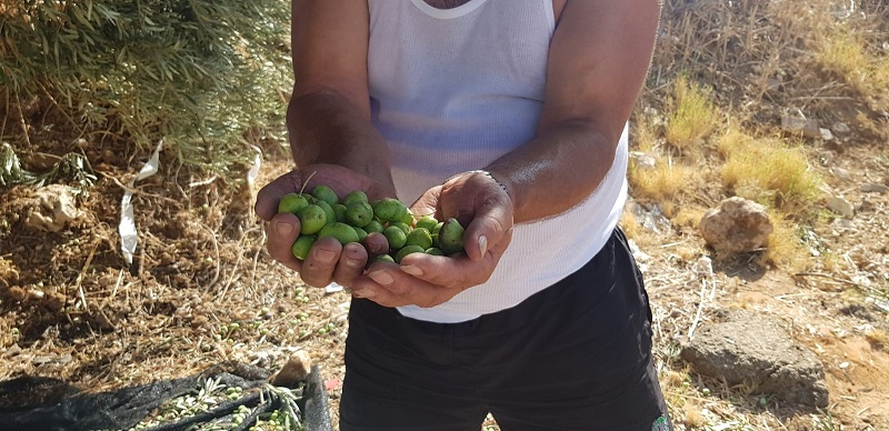 מסיק זיתים