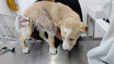 גורי הכלבים במהלך הטיפול בכלבייה העירונית
